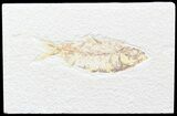 Bargain Knightia Fossil Fish - Wyoming #42373-1